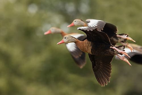USA-South Texas Aranas National Wildlife Refuge-black-bellied whistling ducks alighting Art Print